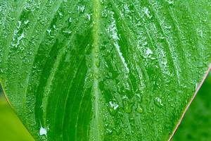 Drops of water flow down from a large green leaf (Flip 2019)