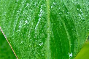 Drops of water flow down from a large green leaf