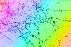 Drops of water on the web. Rainbow background