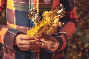 Dry leaves in the hands of the girl. The concept of autumn walks