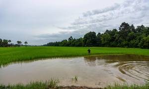 East Baray Viewpoint with Farmer standing in Ricefields in Siem Reap