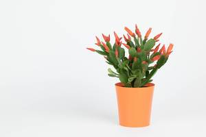 Easter cactus on white background