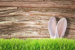 Easter - Rabbit ears behind gras with a wooden background