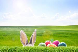 Easter time - rabbit ears and Easter eggs in front of a green field and blue sky