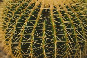Echinocactus Gruson Cactus In Botanical Garden Close Up (Flip 2019)