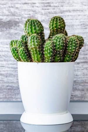 Echinopsis cactus plants in a pot (Flip 2019)