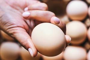 Eggs. Unrecognizable female hands holding an egg. Egg production industry