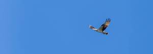 Ein Falke fliegt mit ausgebreiteten Flügeln am blauen Himmel Finnlands