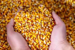 Ein Landwirt hält die Herbsternte Mais in den Händen