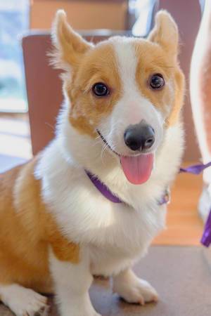 Ein lebhafter, aufgeweckter Corgi guckt mit Hundeblick direkt in die Kamera