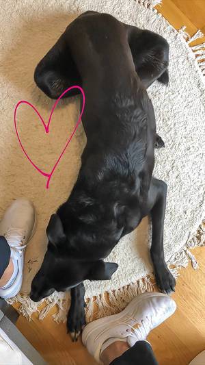 Ein schwarzer Hund liegt auf dem Teppich zwischen den Füßen des Besitzers: ein Bild mit Herz