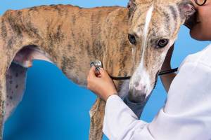 Ein Spanischer Windhund wird durch eine Ärztin mit einem Stethoskop untersucht