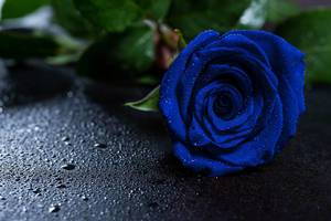 Eine blaue Rose mit Wassertropfen auf den Blütenblättern auf schwarzem Hintergrund