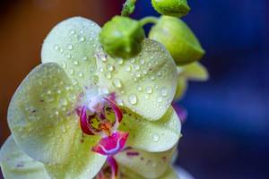 Eine Gelbe Orchidee mit Wassertropfen auf der Blüte