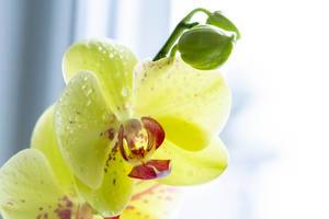 Eine gelbe Phalaenopsis Orchidee