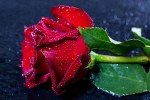 Eine liebliche rote Rose mit mit Wassertropfen