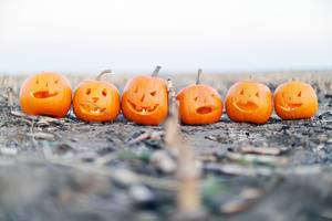 Eine Reihe von Halloween-Kürbissen auf einem Feld