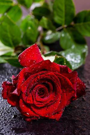 Eine romantische, mit Wassertropfen bedeckte rote Rose auf schwarzem Hintergrund