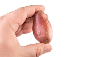 Eine rote Kartoffel wird in der Hand gehalten, isoliert vor weißem Hintergrund