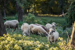 Eine Schafherde im Wald