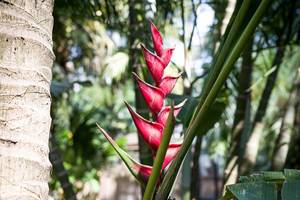 Eine tropische Pflanze aus der Familie der Helikoniengewächse