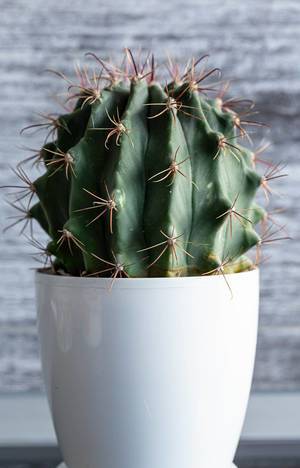 Eingetopfter Kaktus "Ferocactus" in einem hohen, weißen Blumenkübel