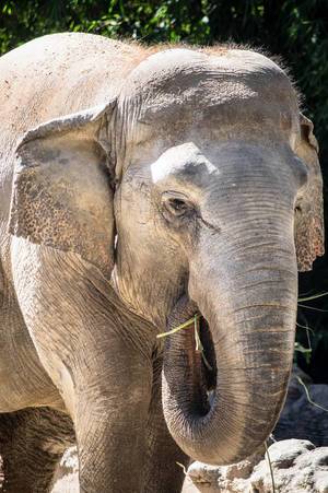 Elefant isst Gras. Futterungszeit im Zoo
