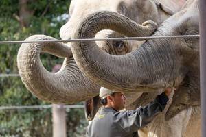 Elefanten mit Pfleger