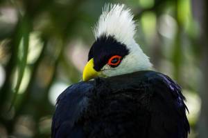 Eleganter schwarzer Vogel
