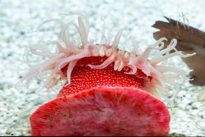 Erdbeeranemone (Actinia fragacea) im Shedd Aquarium
