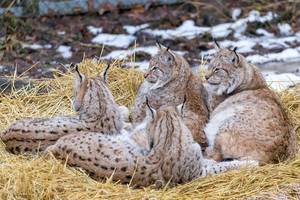 Eurasische Luchse Eurasische Luchse