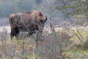 europäischer Bison des Wisentproject Kraansvlak steht hinter Büschen und wird davon leicht verdeckt