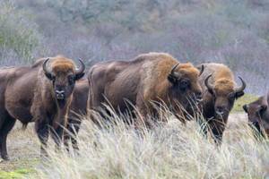 European bison at Zuid Kennemerland National Park near Overveen, The Netherlands