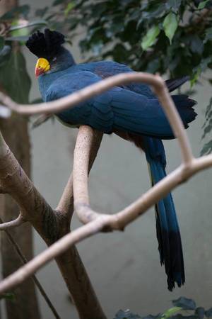 Exotischer Vogel im Zoo Ueno, Tokyo