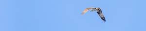 Falke beim Flügelschlag während seines Rundflugs am klaren, blauen Himmel im Päijänne Nationalpark