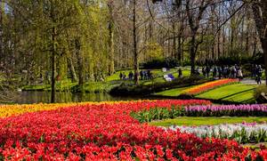 Fall Season Photo of Red and Yellow Tulips in Keukenhof Garden in Amsterdam, Netherlands