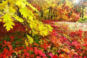 Farben des Herbsts
