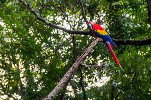 Farbenfroher Papagei der Art roter Ara sitzt auf Ast