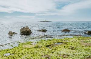 Felsen bedeckt mit grünen Algen