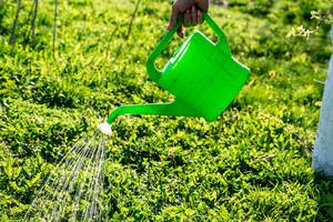 Female hand holding a water can and watering the grass