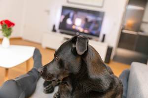Fernsehen mit Hund
