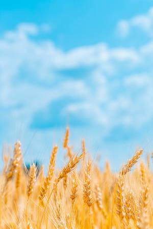 Field with Golden wheat ears with blue sky and beautiful clouds (Flip 2019)