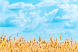 Fields of wheat summer day (Flip 2019)