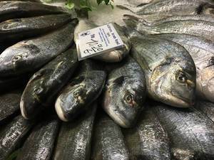 Fisch: Dorade Royal / Goldbrasse