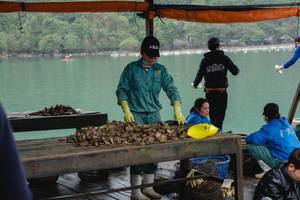 Fischerin reinigt die Schalen der gefischten Austern auf einem Steg
