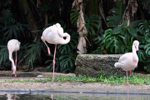 Flamingo-Africano im Vogelpark Parque das Aves