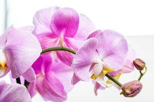 Flowers Orchid Phalaenopsis pink color with water drops