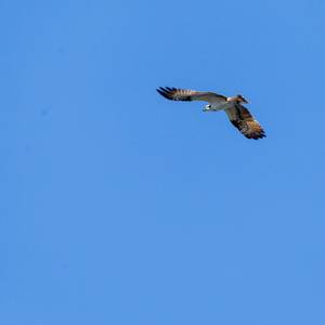 Flying Falcon over Lake Päijänne, in the clear blue sky