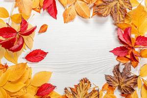 Frame of bright colorful autumn leaves on a white wooden background