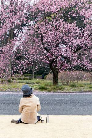 Frau schaut Kirschblütenbaum an im östlichen Kaisergarten Tokio
